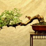 Bonsai: una pianta in miniatura